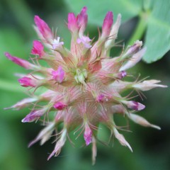 Trifolium spumosum