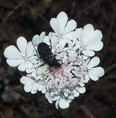Coleoptera