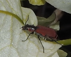Malachius coccineus