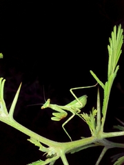 Pseudoxyops