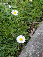 Bellis perennis