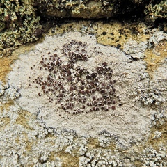 Lecanora subimmergens