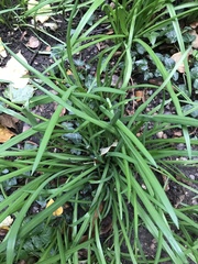 Zephyranthes candida
