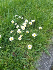 Bellis perennis