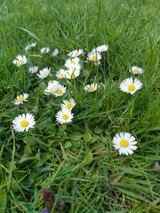 Bellis perennis