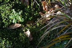 Senecio vulgaris