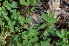 Potentilla centigrana