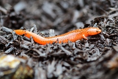 Pseudotriton ruber ruber