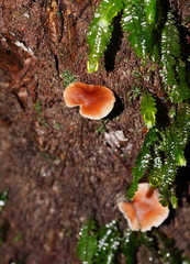 Lentinellus tasmanicus