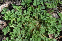 Potentilla centigrana