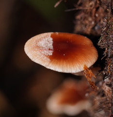 Lentinellus tasmanicus