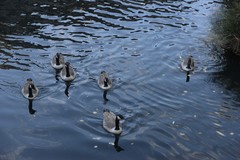 Branta canadensis maxima