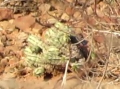 Euphorbia nesemannii