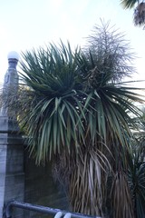 Cordyline australis