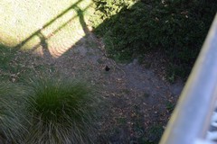 Turdus merula merula