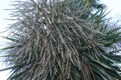 Cordyline australis