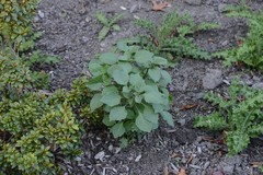 Solanum nigrum