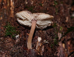 Lentinellus tasmanicus