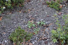 Senecio vulgaris