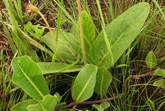 Gerbera piloselloides