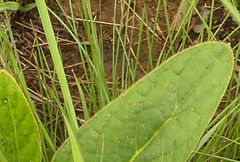 Gerbera piloselloides