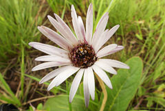 Gerbera piloselloides