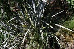 Phormium tenax