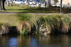 Phormium tenax