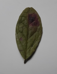 Mycosphaerella stemmatea