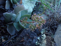 Crassula lactea