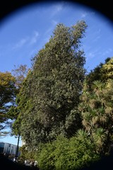 Banksia integrifolia