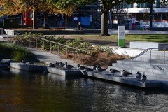 Branta canadensis maxima