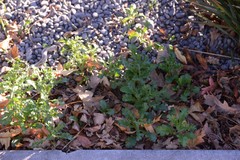 Senecio vulgaris