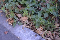 Senecio vulgaris