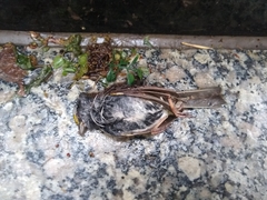 Zonotrichia albicollis