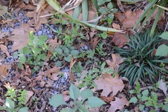 Senecio vulgaris