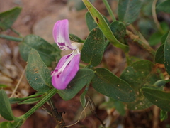 Dicliptera cernua
