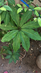 Amischotolype hispida