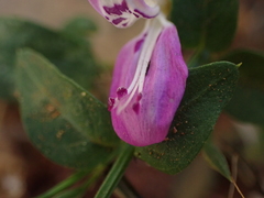 Dicliptera cernua