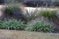 Phormium tenax