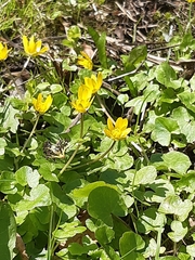 Ficaria verna
