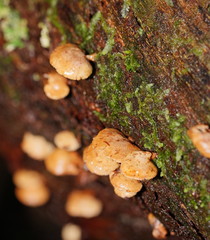 Panellus luxfilamentus