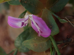Dicliptera cernua