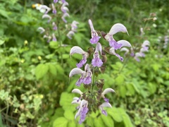 Salvia bowleyana