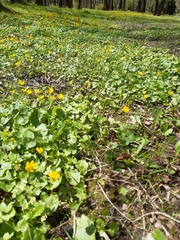 Ficaria verna