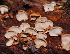 Panellus luxfilamentus