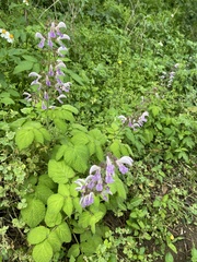 Salvia bowleyana