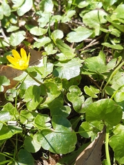 Ficaria verna