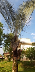 Arecaceae