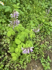Salvia bowleyana